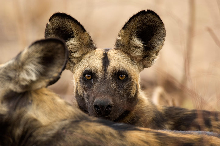 10 BEST: Wild dog Lycaon pictus Selous Game Reserve Tanzania