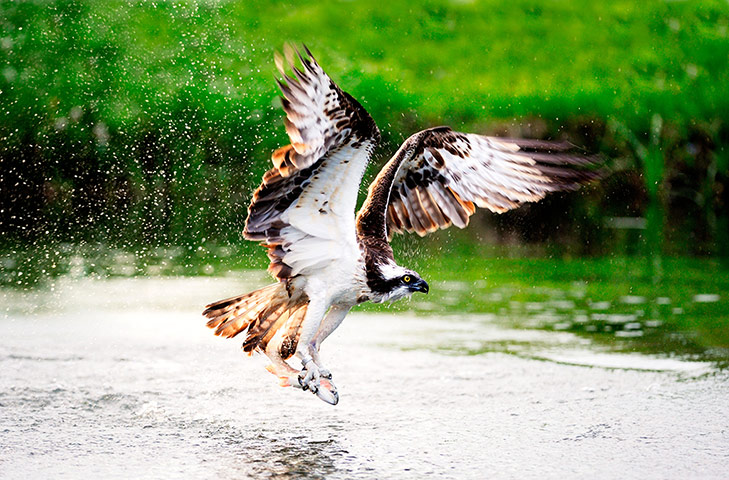 10 BEST: Osprey catching a rainbow trout