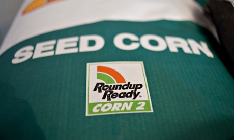 Monsanto Roundup Ready corn.