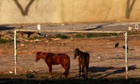 Horses stand under a goal post in the Mare slum complex in Rio de Janeiro.
