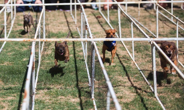 Arizona, USA: Chihuahuas compete against each during races held for Cinco de Mayo Festival.