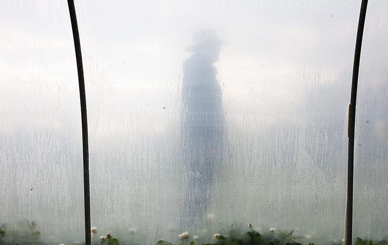 wild food gallery: wild food gallery