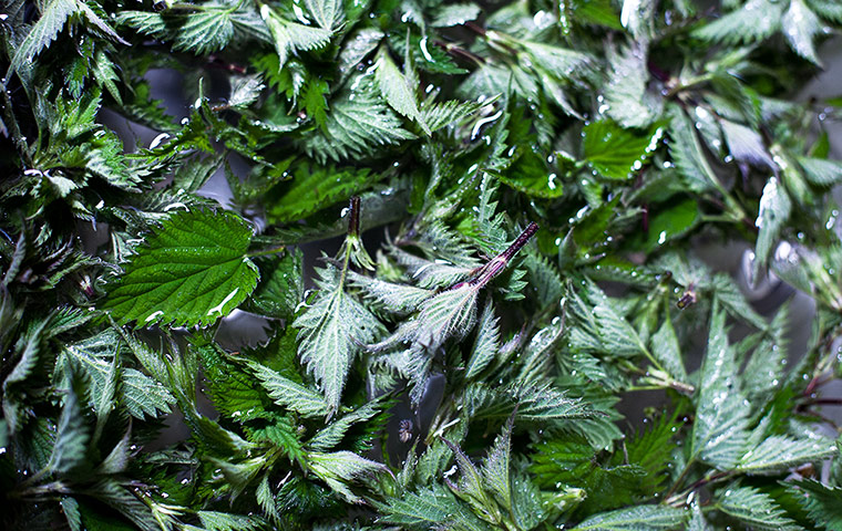 wild food gallery: nettles being washed prior to use in soup.