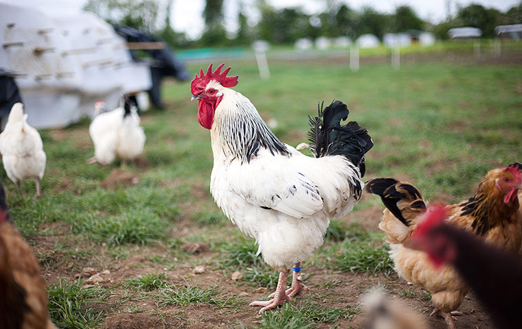 wild food gallery:A cockerel among the chickens at Oak Tree Farm.