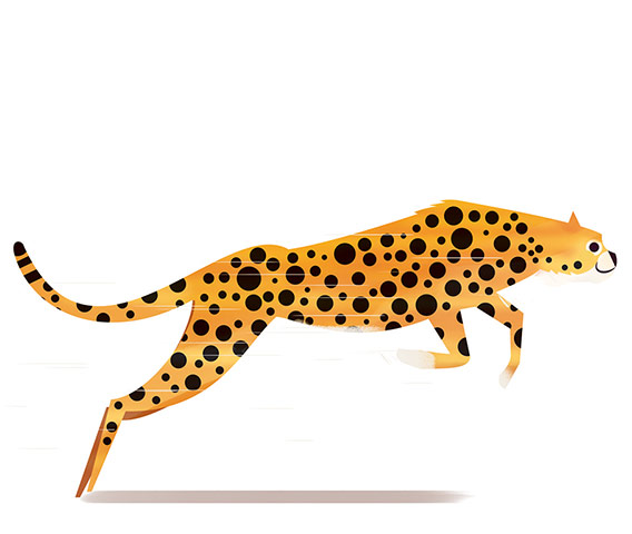 Picture this: Cheetah