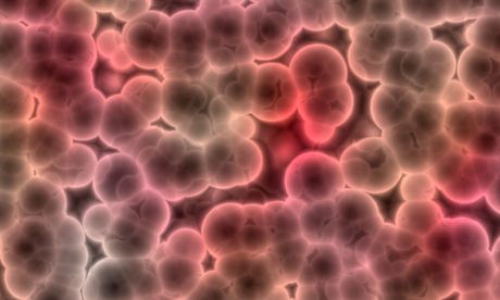 Bacteria cells under a microscope