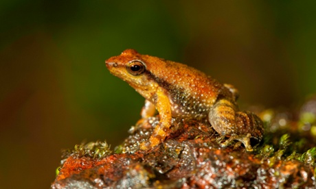 One of the 14 new species of so-called dancing frogs discovered by a team headed by University of Delhi professor Sathyabhama Das Biju in the jungle mountains of southern India