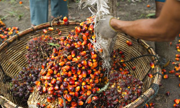 Weighing the harvest, Musim Mas 