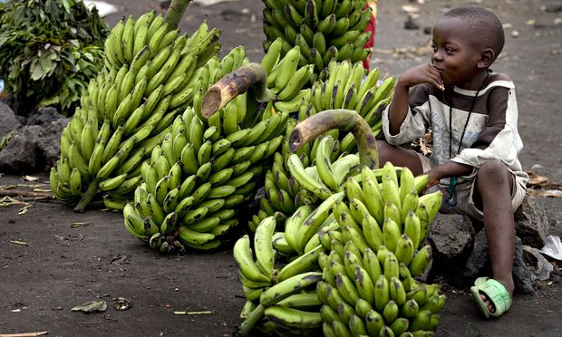 A boy selling bananas. Sake, DRC