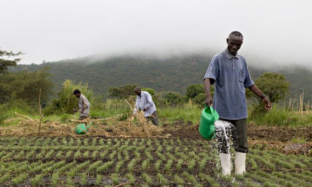 Constantine Kusebahasa watering his onion bed
