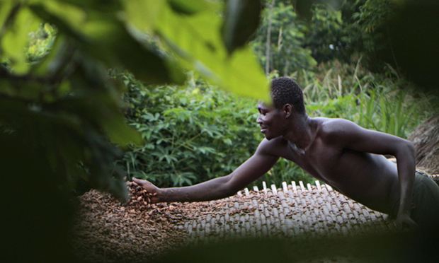 farmer laying cocoa beans