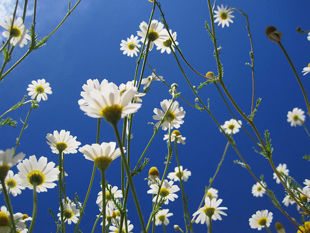 Your pictures: Kate Holway: 'I placed my camera on the ground in a clump of these flowers 