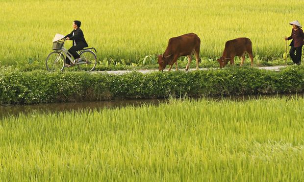 A woman rides a bicycle outside Hanoi