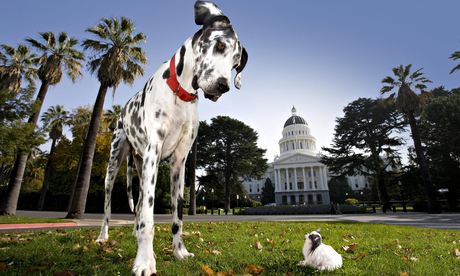 small dog tallest dog