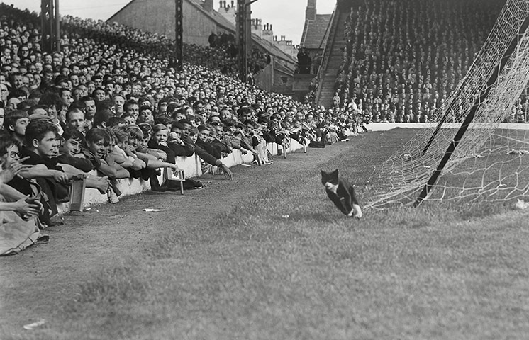 memory lane: Cat invades the pitch