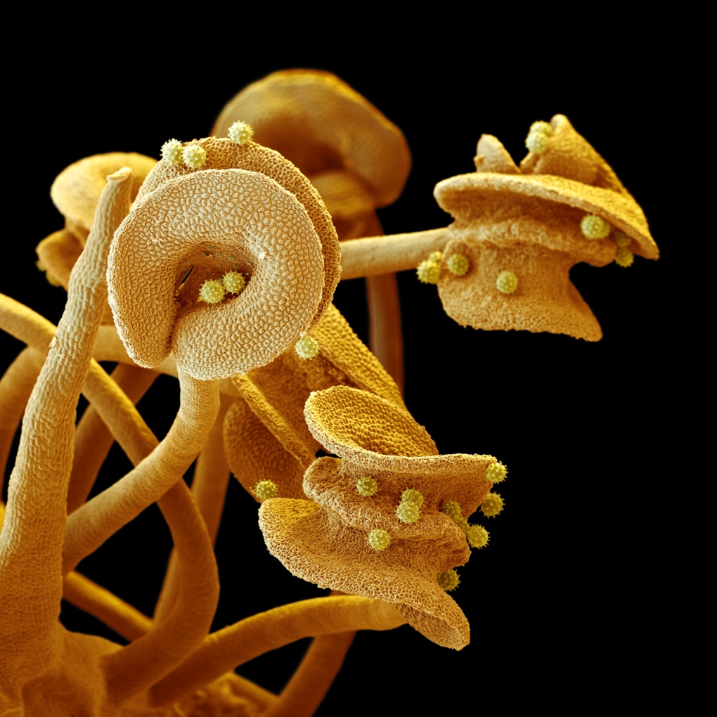 Hibiscus stamens