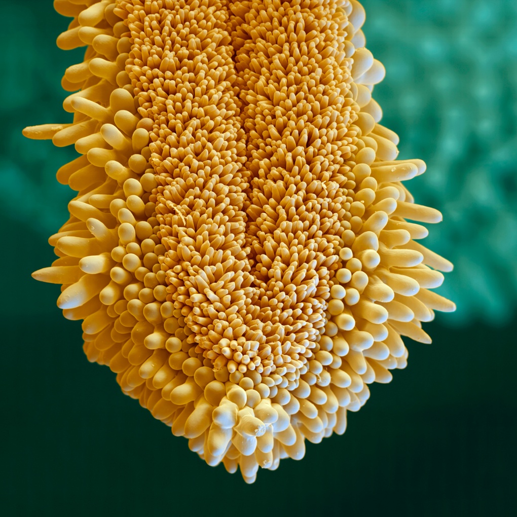 The stigma of an arnica flower