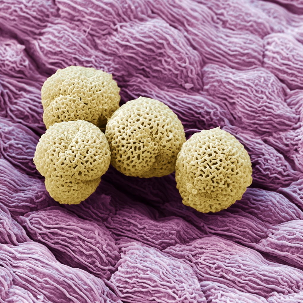 Four lilac pollen grains