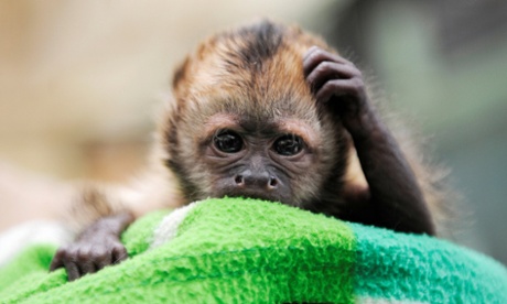 A golden-bellied Capuchin monkey in Cologne Zoo, Germany. Capuchins are one of the most common monkeys kept by private owners in the UK.