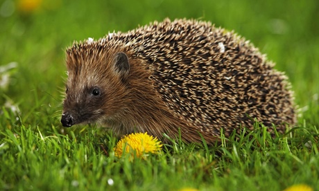 hedgehog