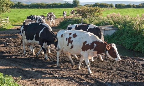 Herd of Dairy Cows walking back to the farm for milking