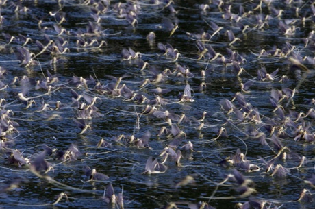 Long-tailed mayflies (Palingenia longicauda) are seen on the surface of the Tisza river near Szeded, Hungary on June 10, 2014. Mayflies or shadflies are aquatic insects whose immature stage usually lasts one year in fresh water.  AFP PHOTO / CSABA SEGESVARICSABA SEGESVARI/AFP/Getty Images plg