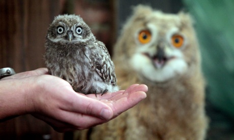 Altia, a 7 week old Siberian Eagle Owl, the largest species of owl in the world meets Powys, a 5 week old Little Owl. The pair are being raised at The Scottish Owl Centre in Scotland's central belt.