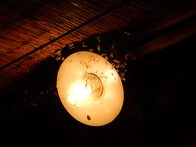 Your pictures of electric: Verna Evans: A electric light in the South of France 