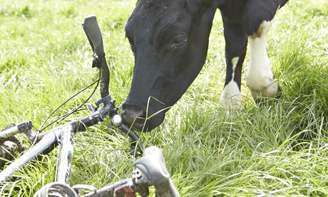 A cow sniffing a bicycle - cycling guide page 86