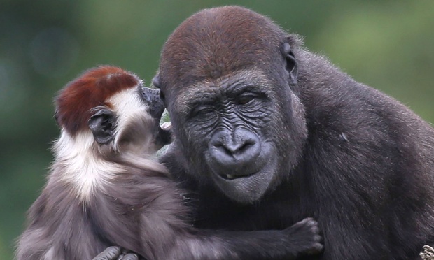 A cherry crowned mangabey appears to hug and whisper into three-year-old gorilla Kituba's ear 