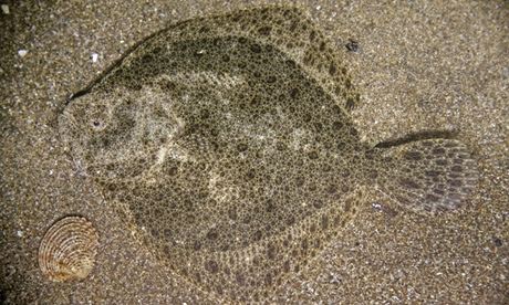 A turbot lies on the sand and will leave a doake (imprint) behind.