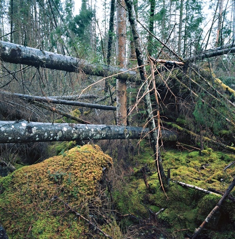 Jackstraw: a tangle of trees.