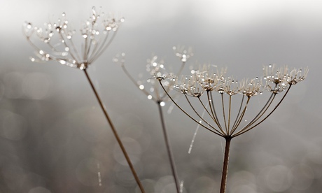 Keggas and kiskeys: plants like hemlock that aren