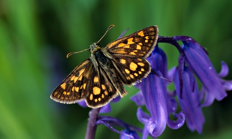 Chequered Skipper butterlfly