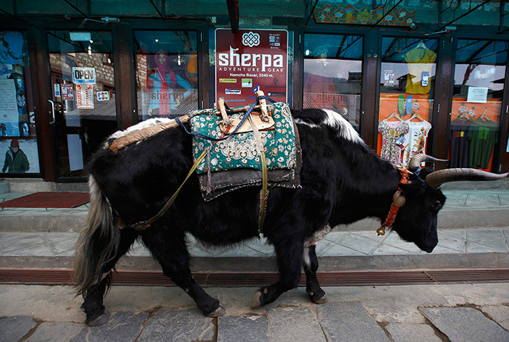 FTA: Ascent to Everest: A yak walks past a clothing store in Namche, approximately 3400 meters abov