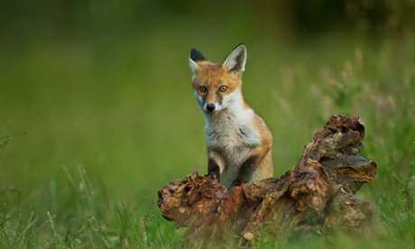 Fox Cub playing in evening light