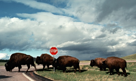 hunt for the golden mole