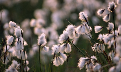 Close-Up Of Bog Cotton, Ireland