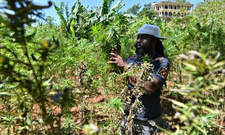 Breezy marijuana farmer