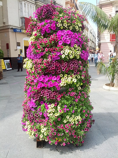 Your Pictures - Vibrant: Pink and Cream Flowers in Town Square