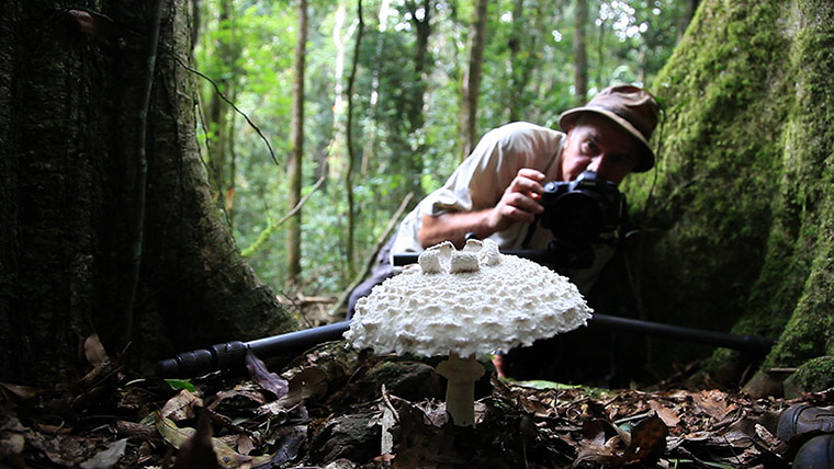 Fungi: Stephen Axford photographing fungi