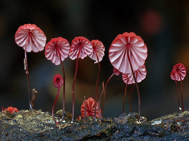 Fungi: Marasmius Haematocephalu fungi