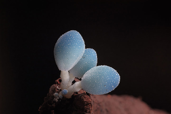 Fungi: Laratiomyces Fungi