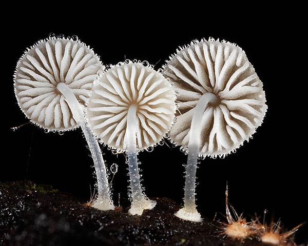 Fungi: Hairy Mycena Fungi
