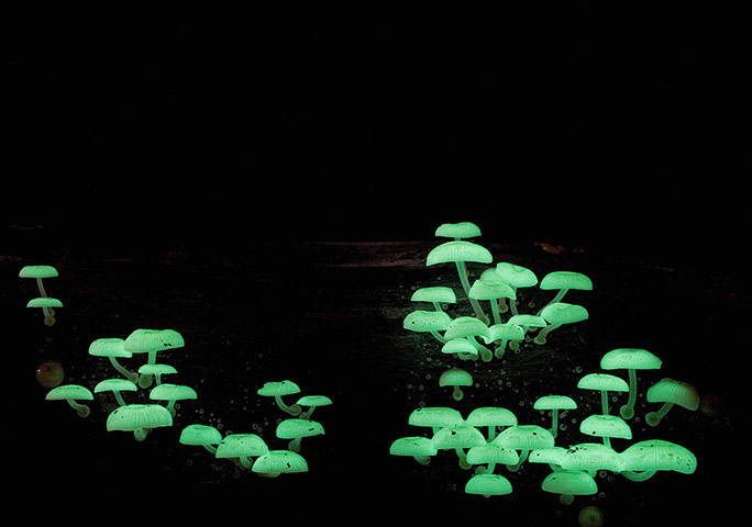 Fungi: Mycena Chlorophos Fungi