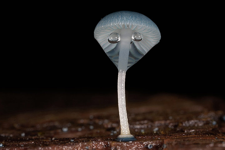Fungi: Mycena Interrupta Fungi