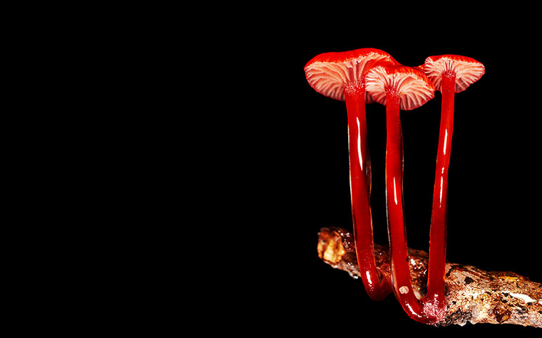 Fungi: Mycena viscidocruenta FungiMycena viscidocruenta Fungi