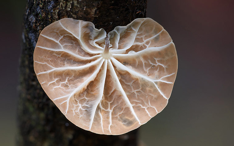 Fungi: Campanella Fungi