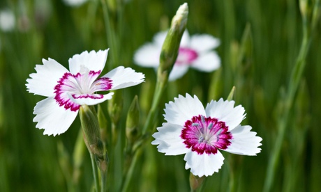 Sweet William Dianthus Arctic fire flowers