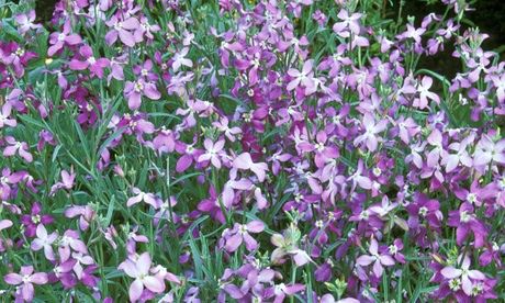 Night-scented stock